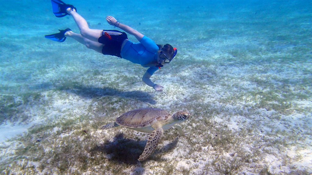 Carribean-turtle-diver